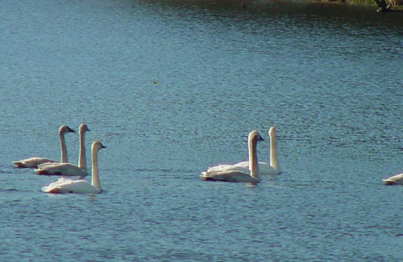 Swans return to Black Lake, Ilwaco