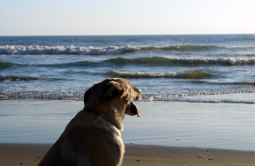 Dog-friendly beach